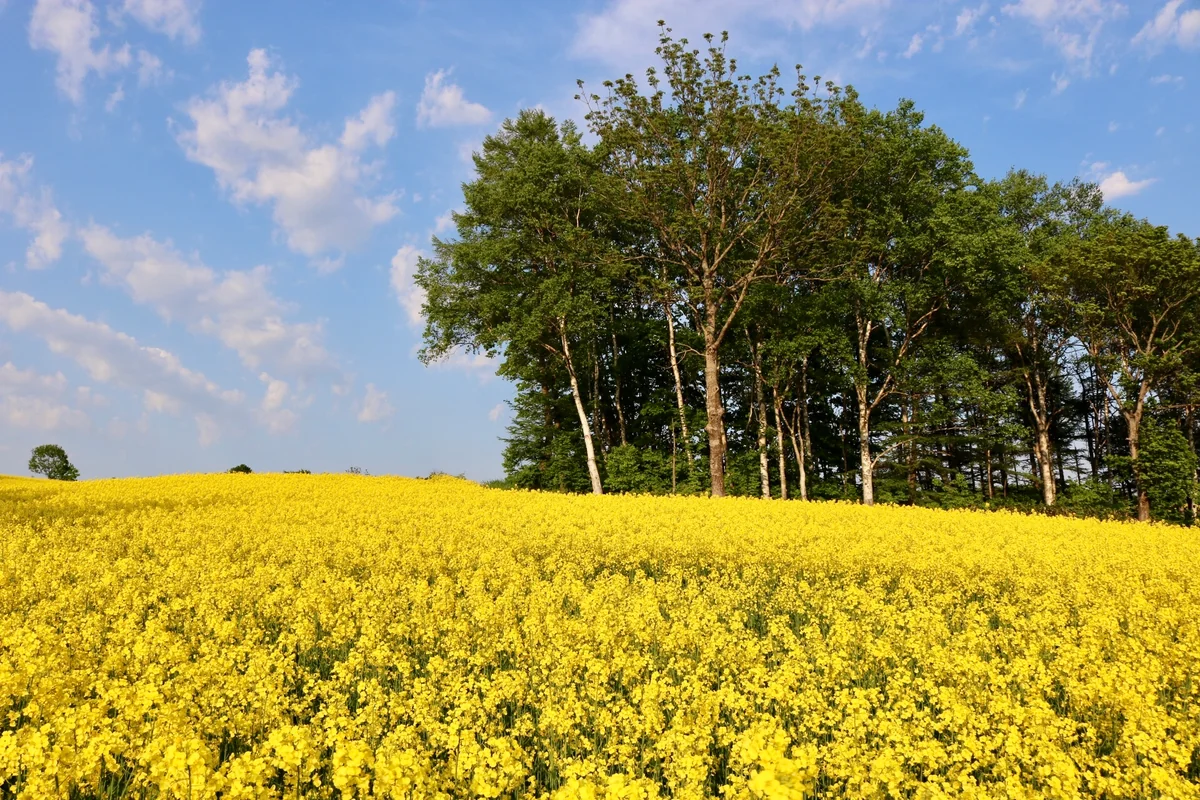投稿写真：菜の花畑