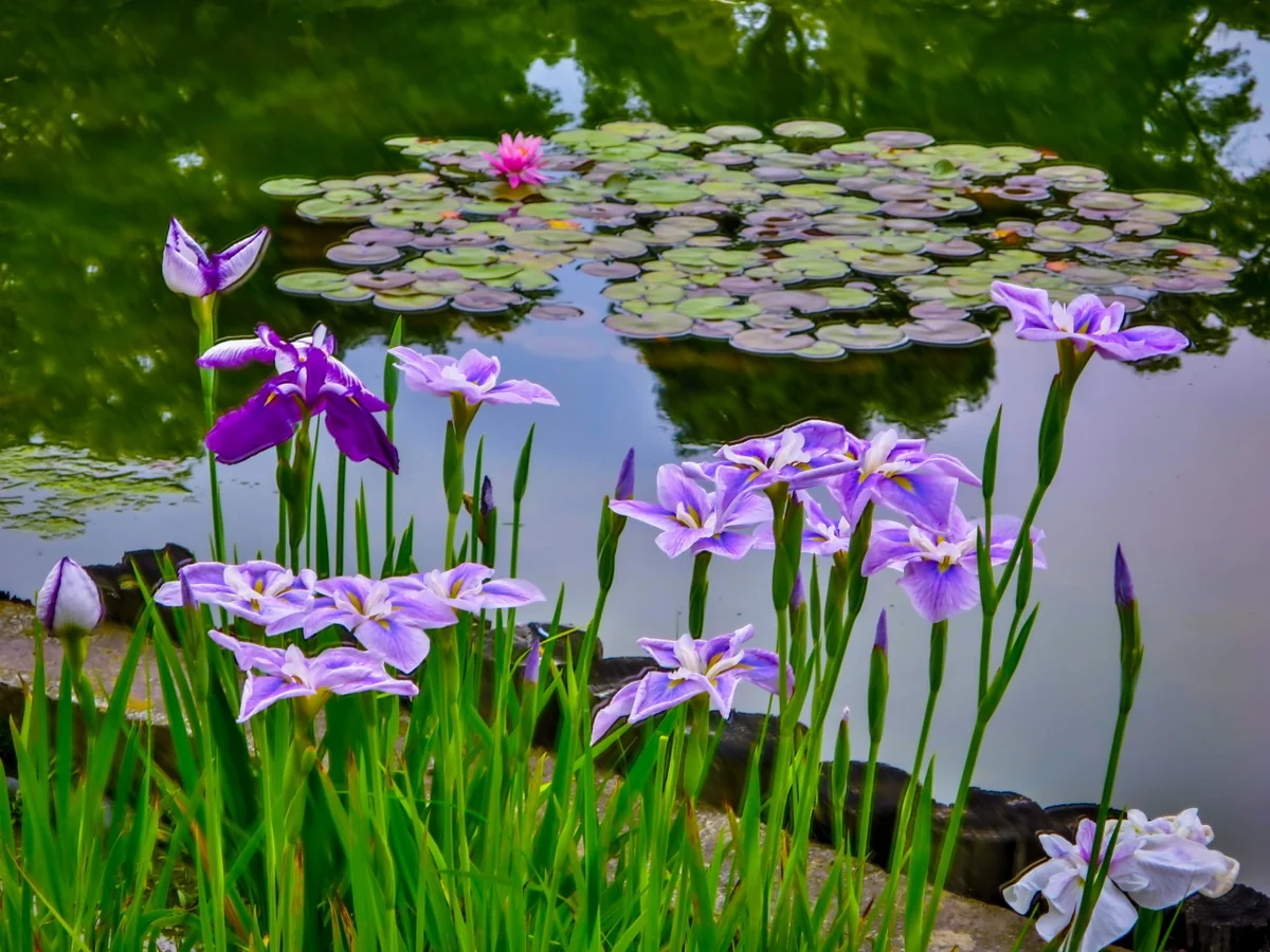 投稿写真：ハナショウブとスイレン