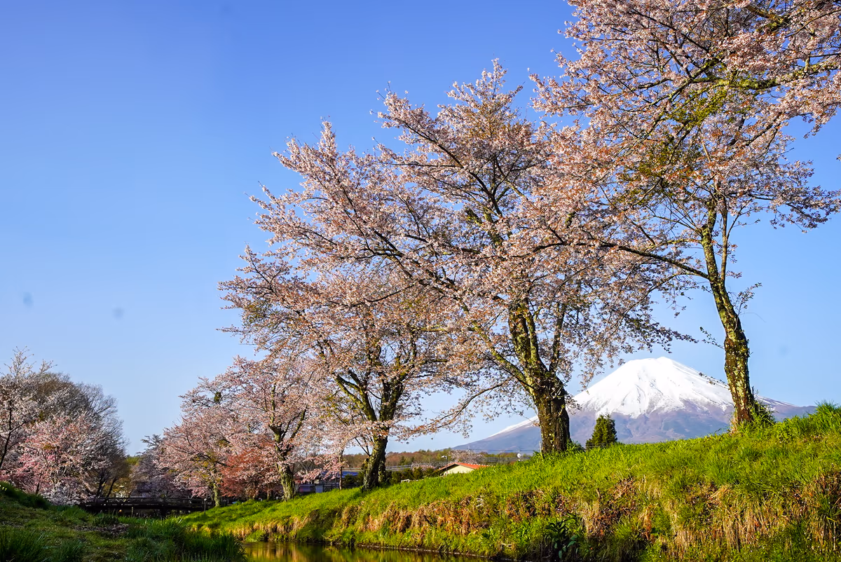 投稿写真：新名庄川からの富士山（忍野村）山梨県