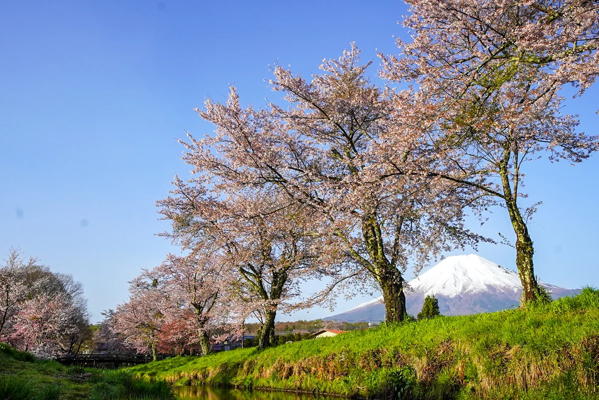 投稿写真：新名庄川からの富士山（忍野村）山梨県