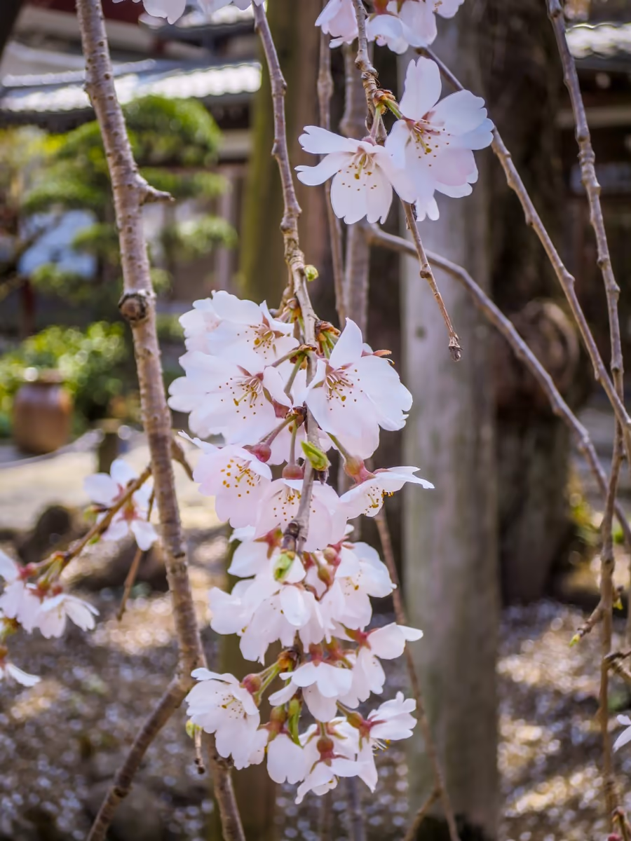 投稿写真：樹齢400年の枝垂れ桜の花