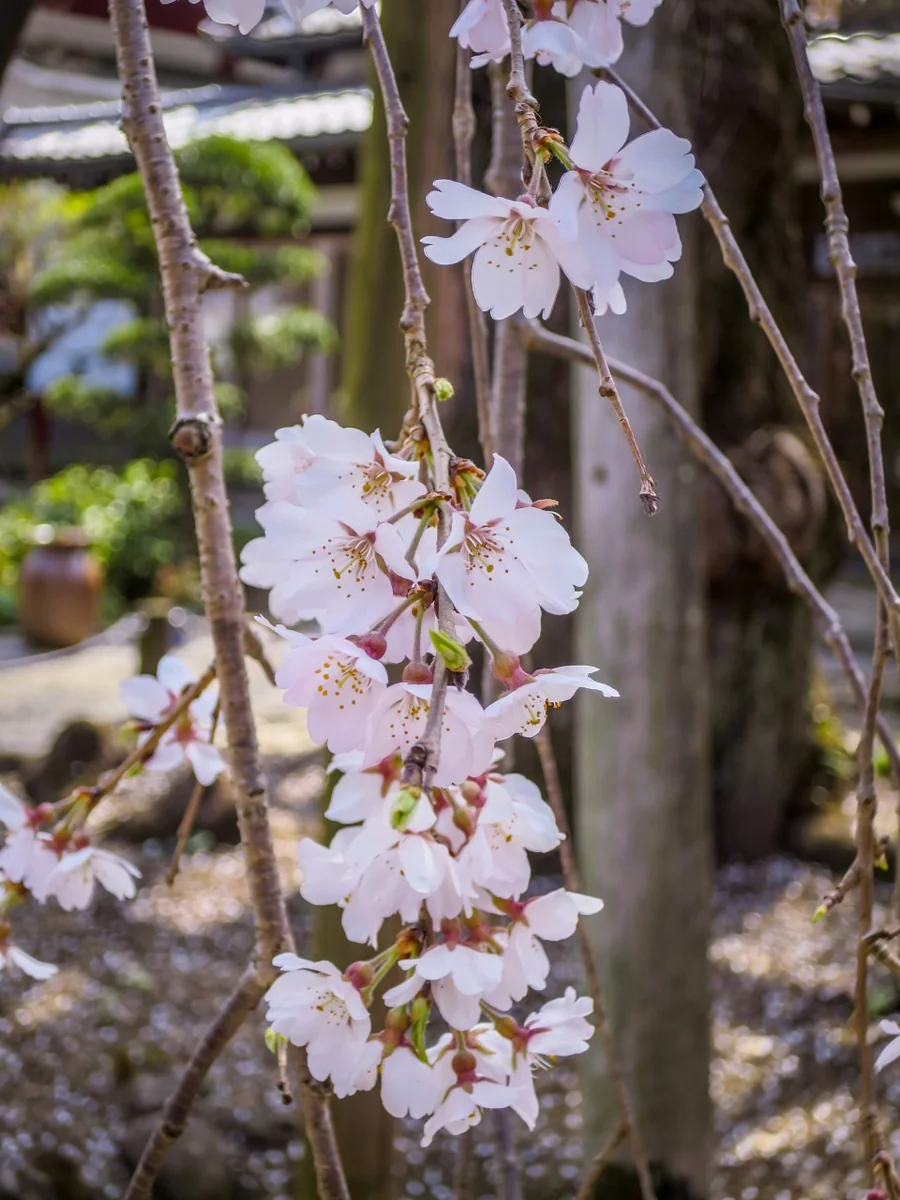 投稿写真：樹齢400年の枝垂れ桜の花