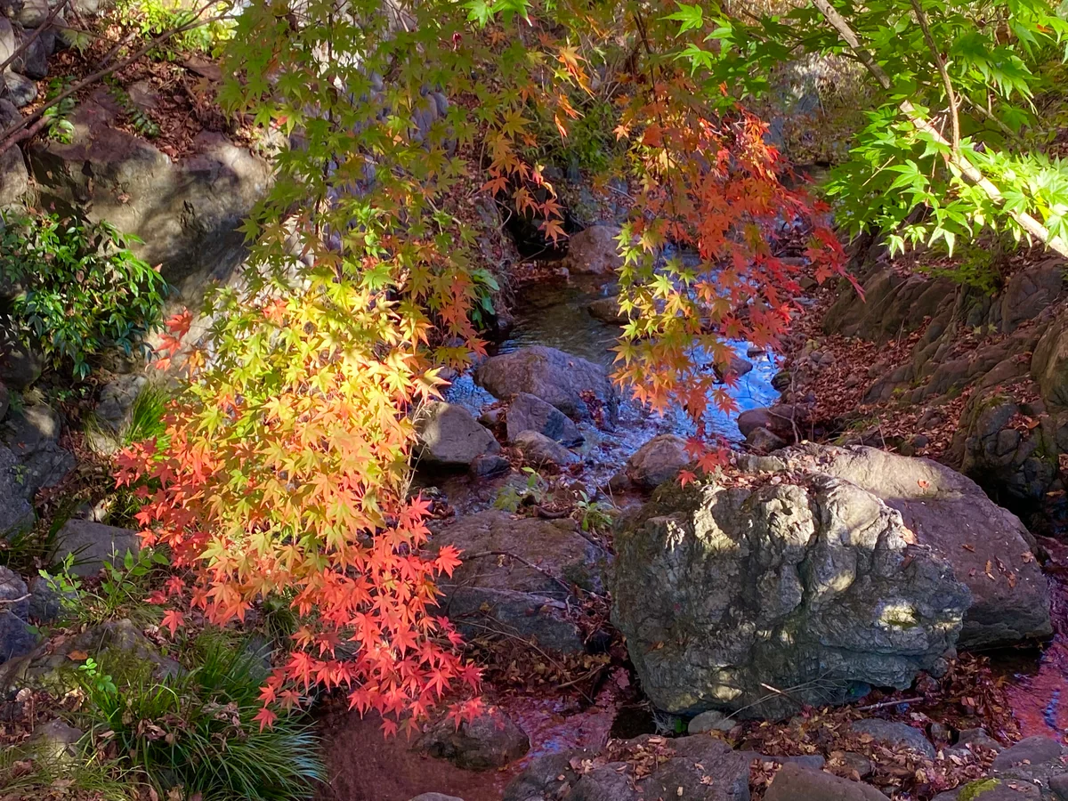 投稿写真：虹色の秋