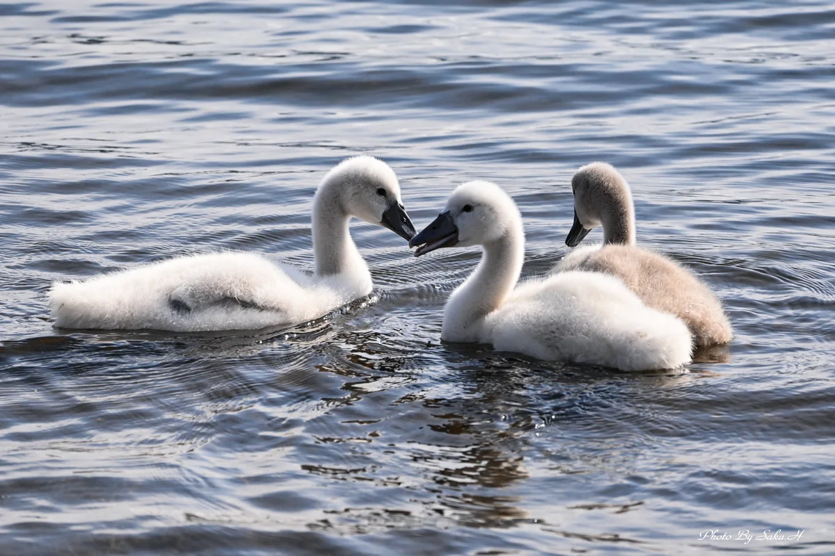 投稿写真：ハート