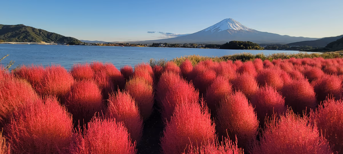 投稿写真：コキア紅葉と白富士