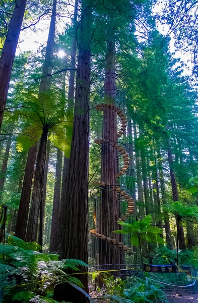 投稿：レッドウッドフォレスト