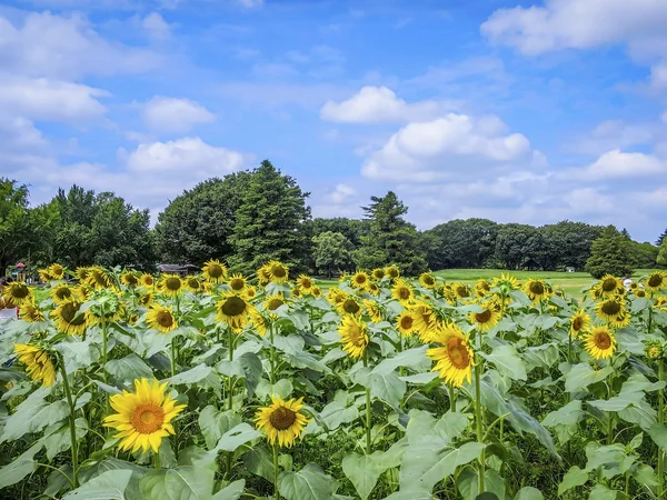 投稿：盛夏の昭和記念公園の花々~ヒマワリ