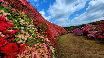 目が覚めるような色彩！ツツジの絶景のメイン画像