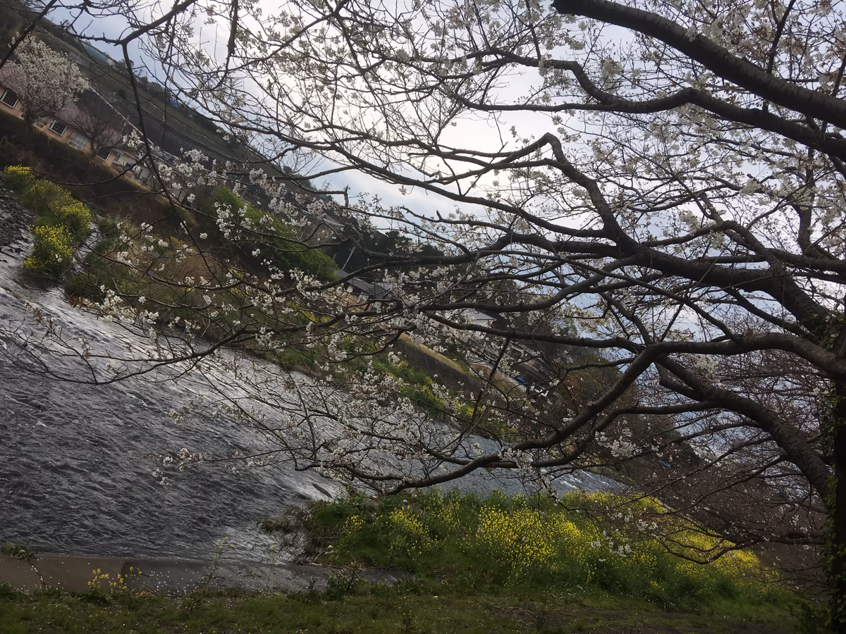 投稿写真：龍厳淵の桜と菜の花のコラボ