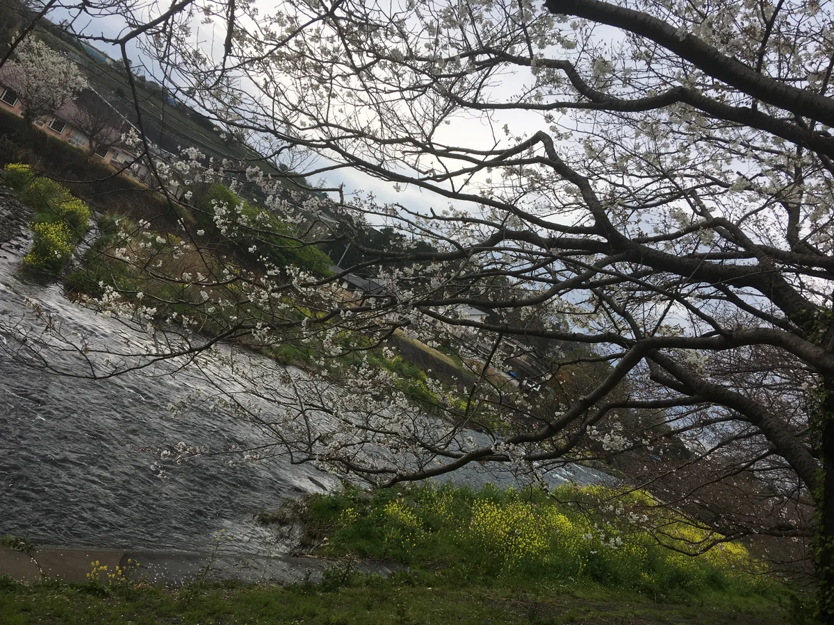 投稿写真：龍厳淵の桜と菜の花のコラボ