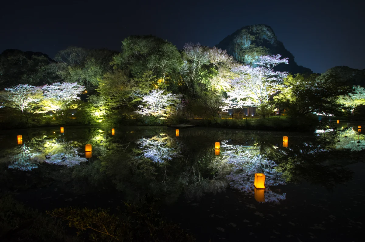 投稿写真：御船山楽園の夜桜