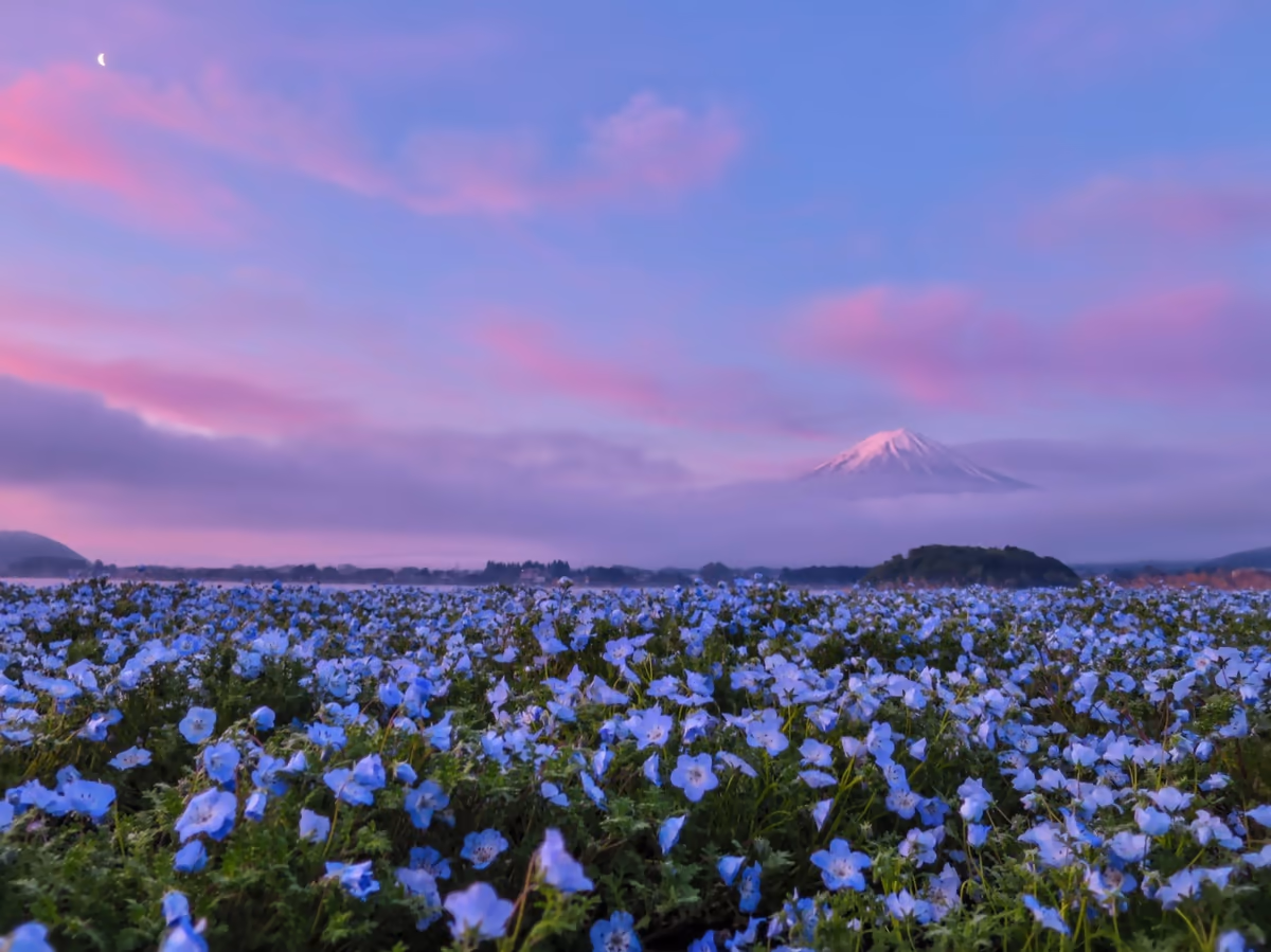 投稿写真：朝焼け雲と富士山とネモフィラ