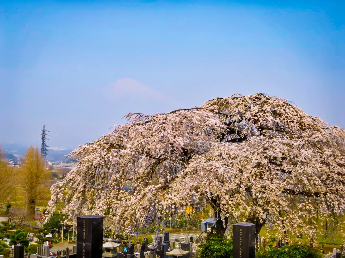 投稿写真：満開の枝垂れ桜と霞富士