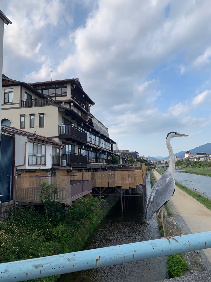 投稿写真：京都鴨川とサギ