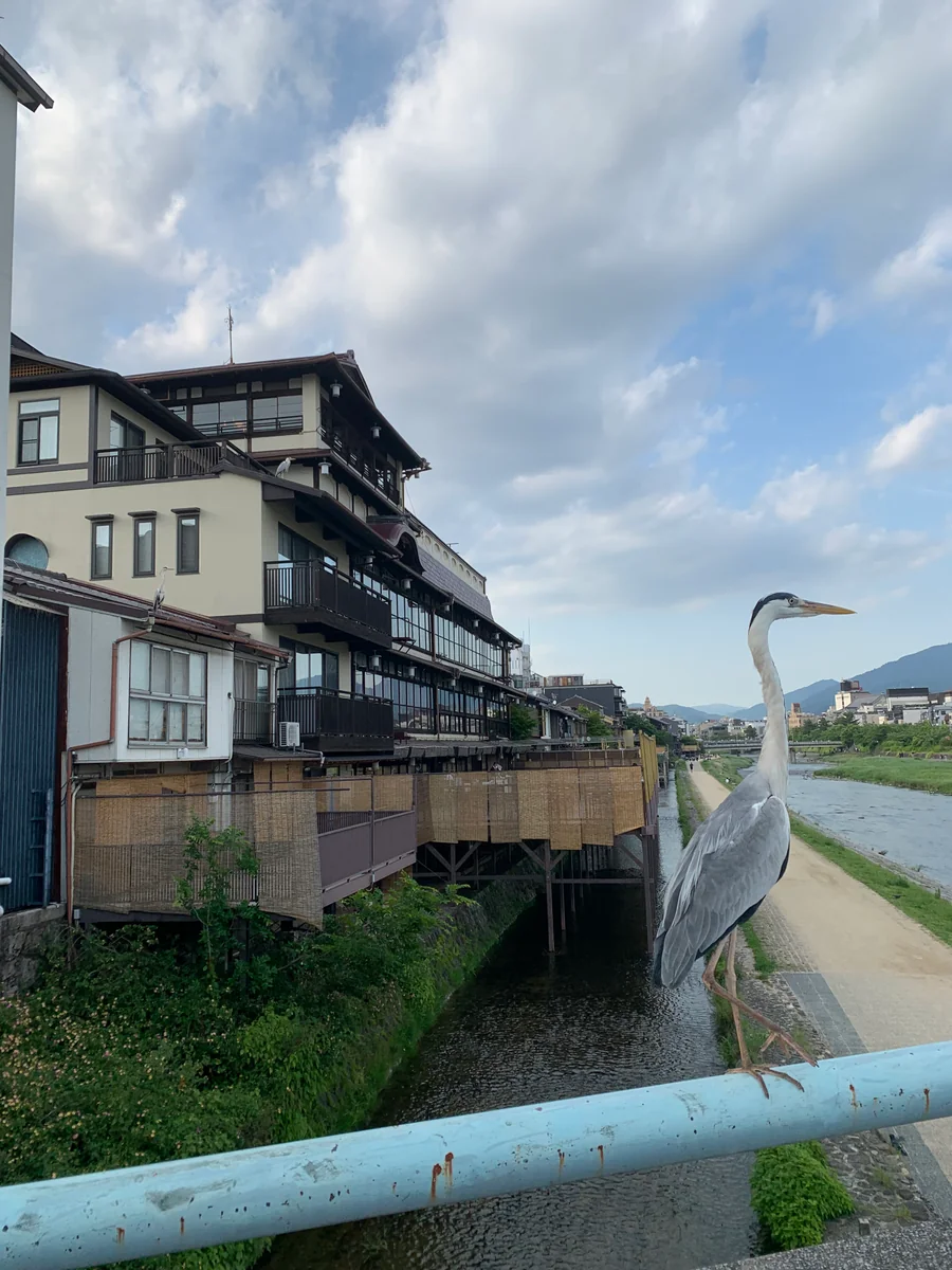 投稿写真：京都鴨川とサギ