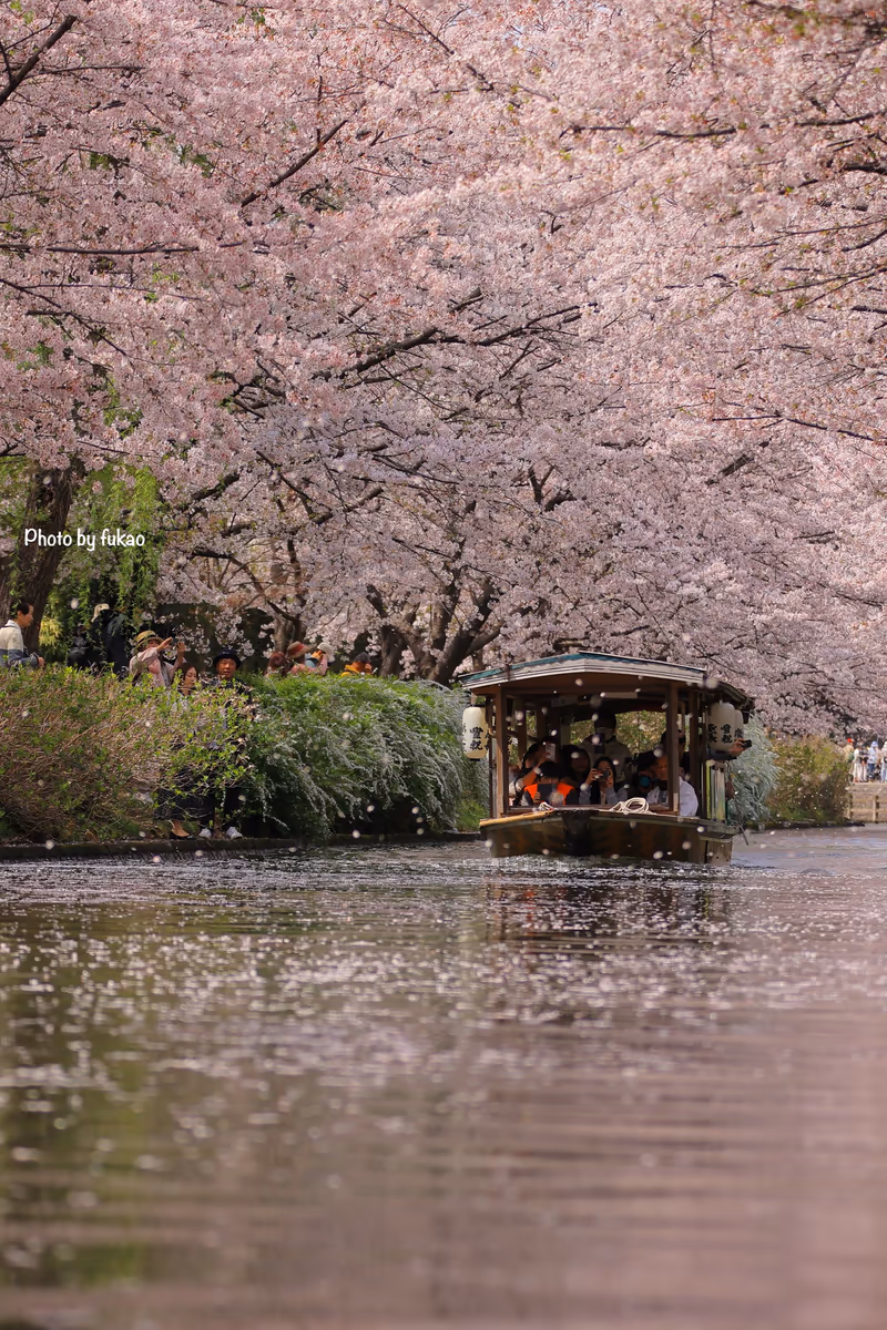 投稿写真：伏見十石舟　桜並木