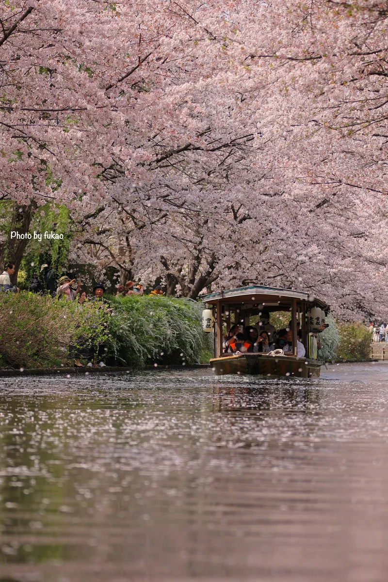 投稿写真：伏見十石舟　桜並木