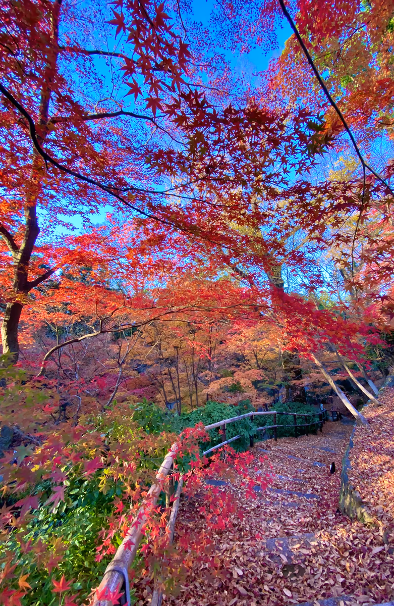 投稿写真：秋色🍁京都 北野天満宮もみじ苑
