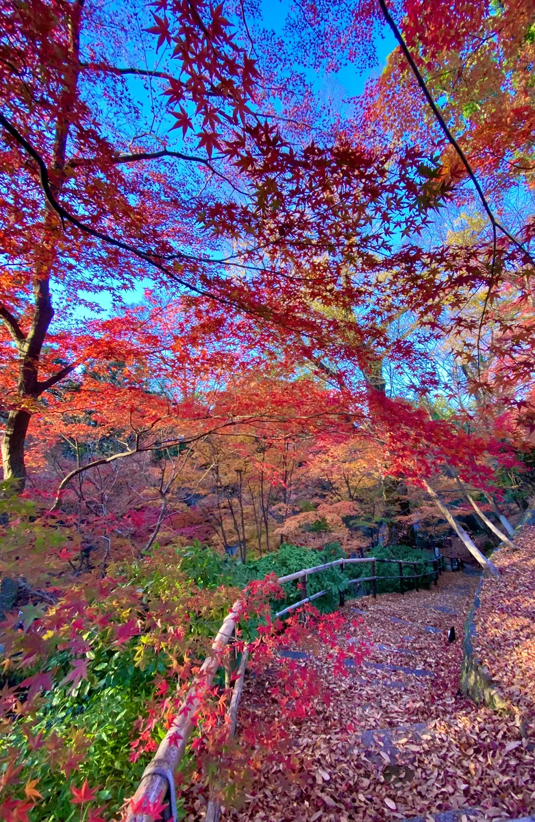 投稿写真：秋色🍁京都 北野天満宮もみじ苑