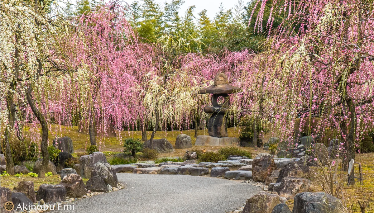 投稿写真：城南宮　圧巻のしだれ梅