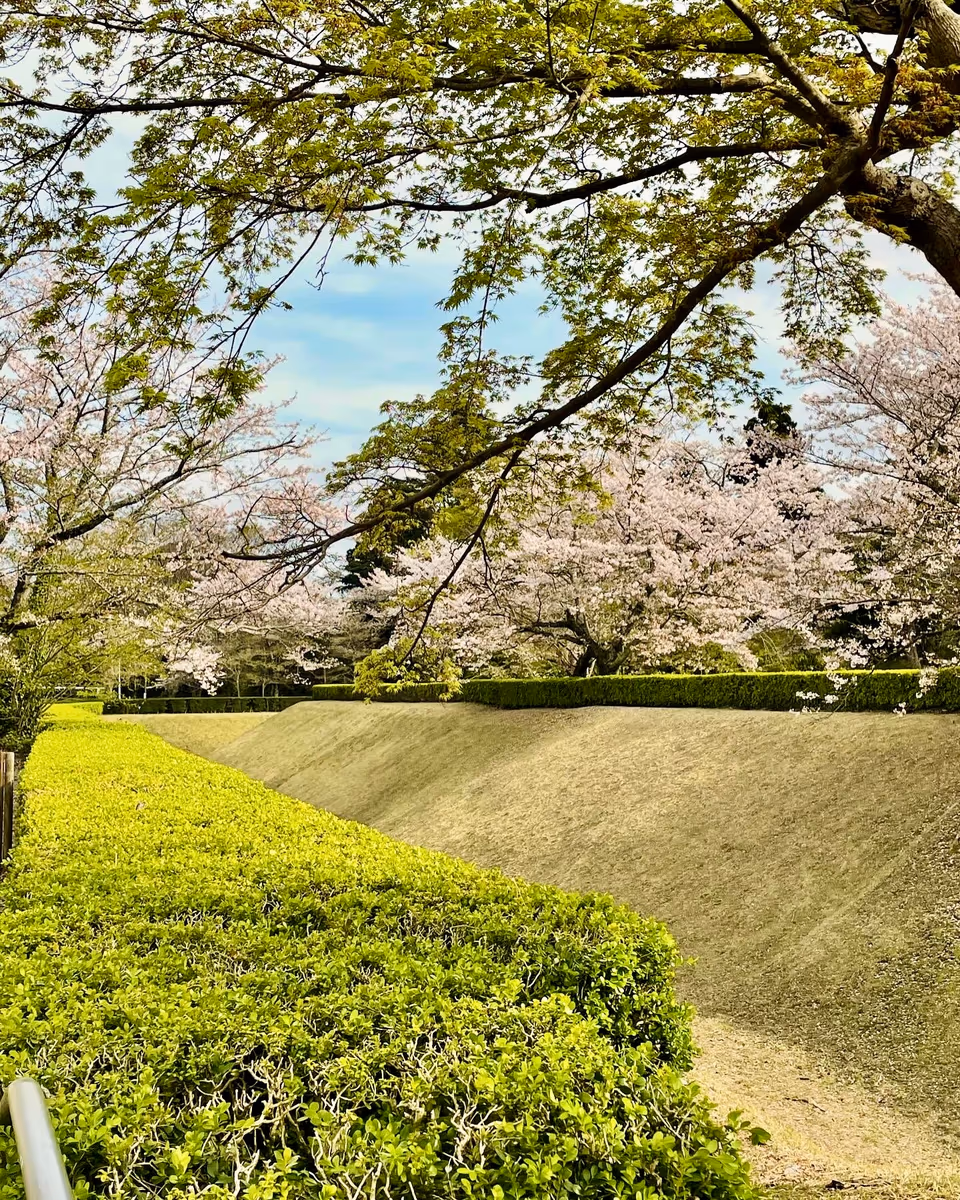 投稿写真：佐倉城跡地の桜