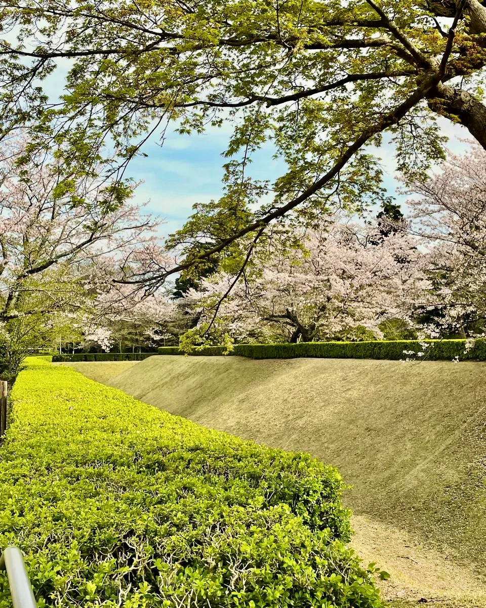 投稿写真：佐倉城跡地の桜