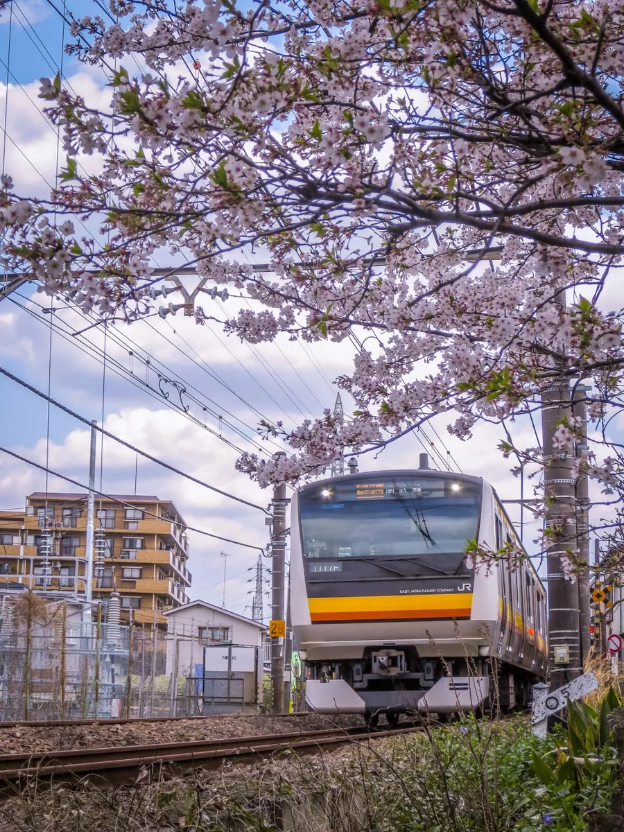 投稿写真：桜と南武線電車