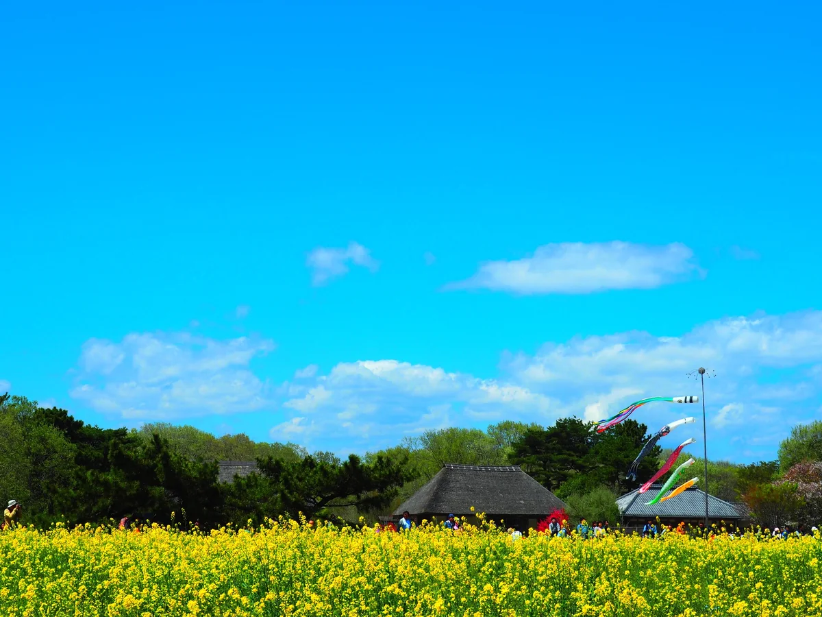 投稿写真：鯉のぼり