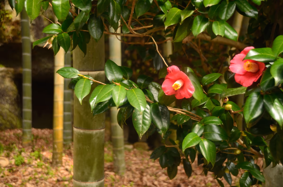 投稿写真：鎌倉　椿の竹やぶ
