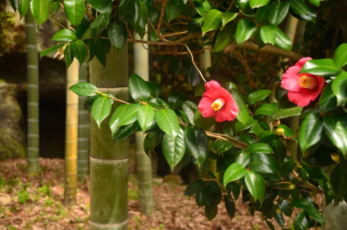 投稿写真：鎌倉　椿の竹やぶ