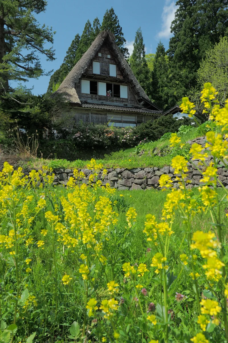 投稿写真：菜の花と合掌造りの古民家
