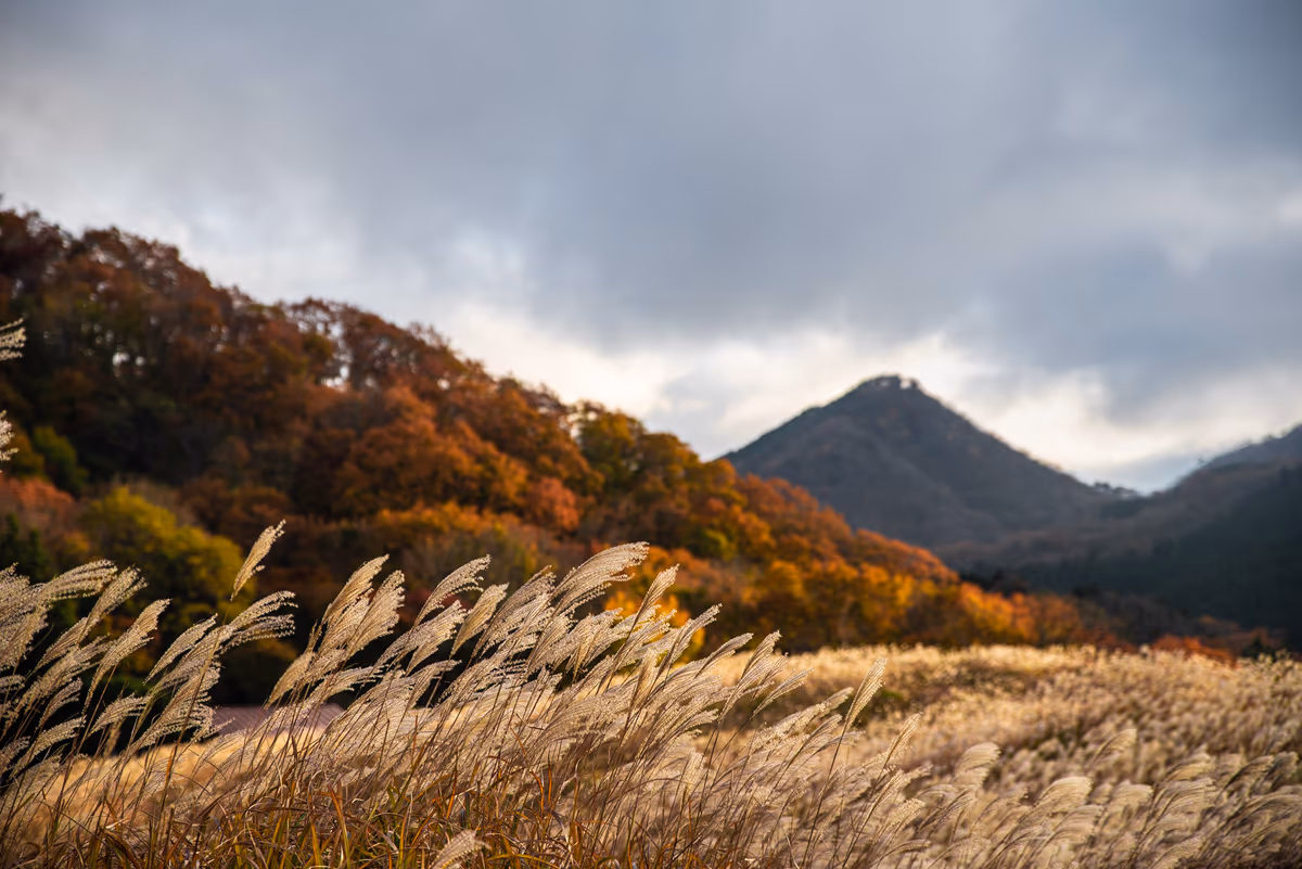 投稿写真：曽爾高原と紅葉
