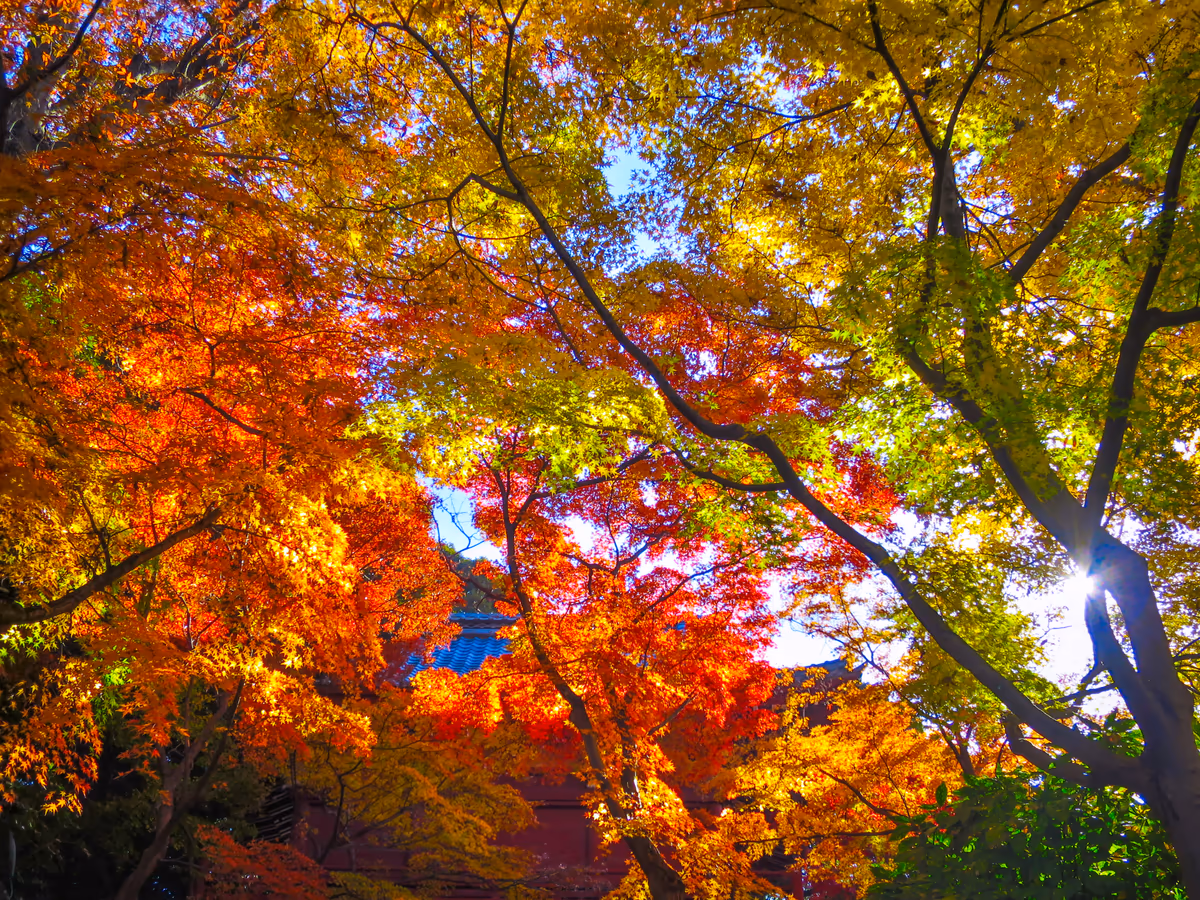 投稿写真：逆光紅葉