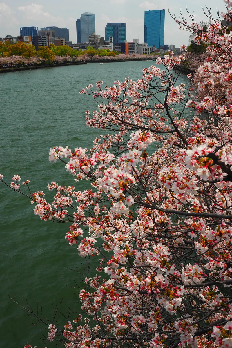 投稿写真：川沿いの桜