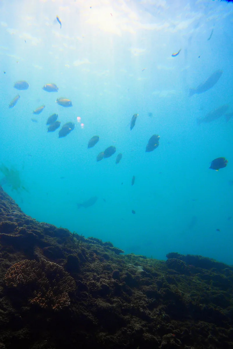 投稿写真：太平洋の海の底