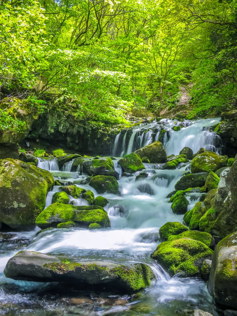 投稿写真：新緑の蓼科大滝