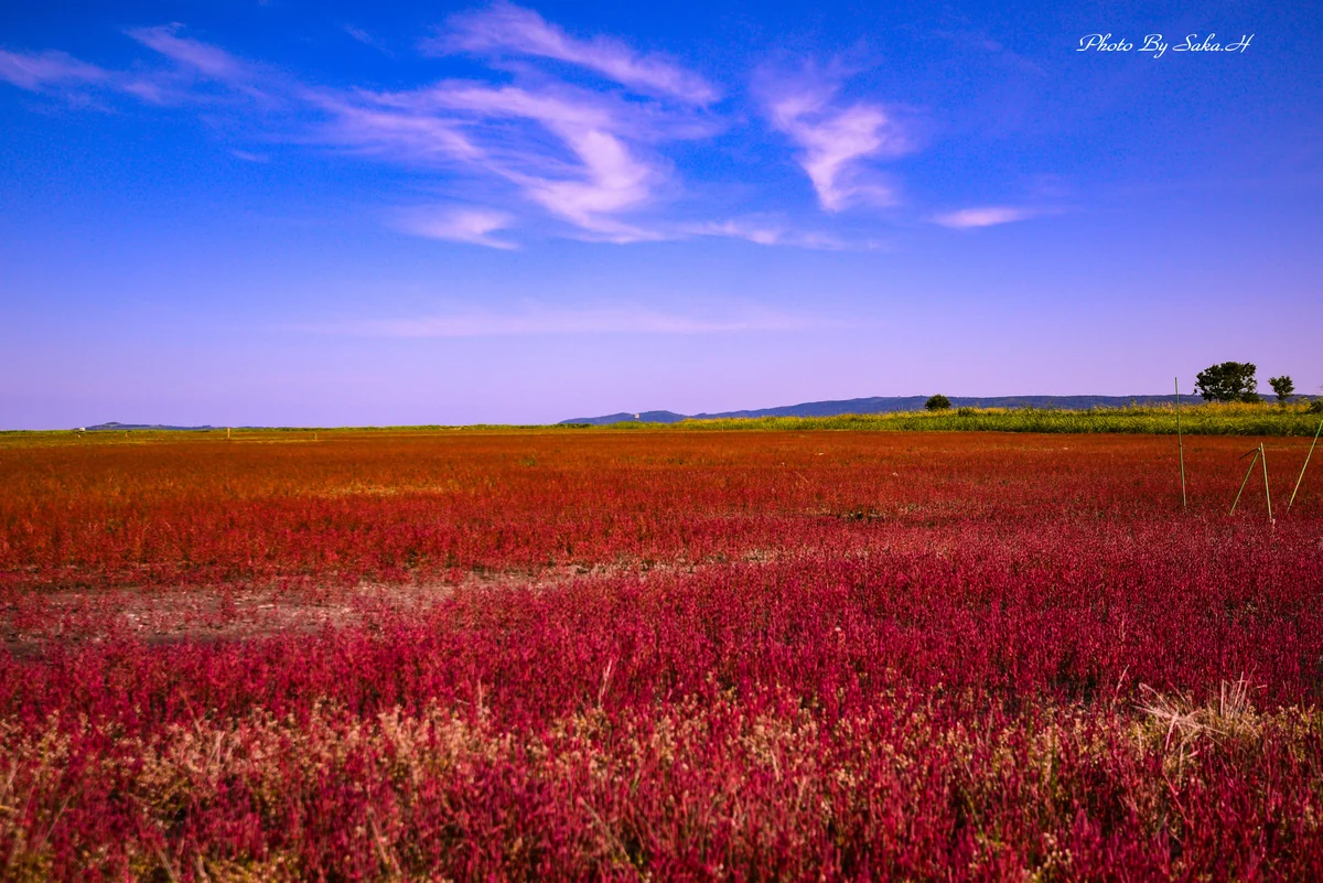 投稿写真：サンゴ草