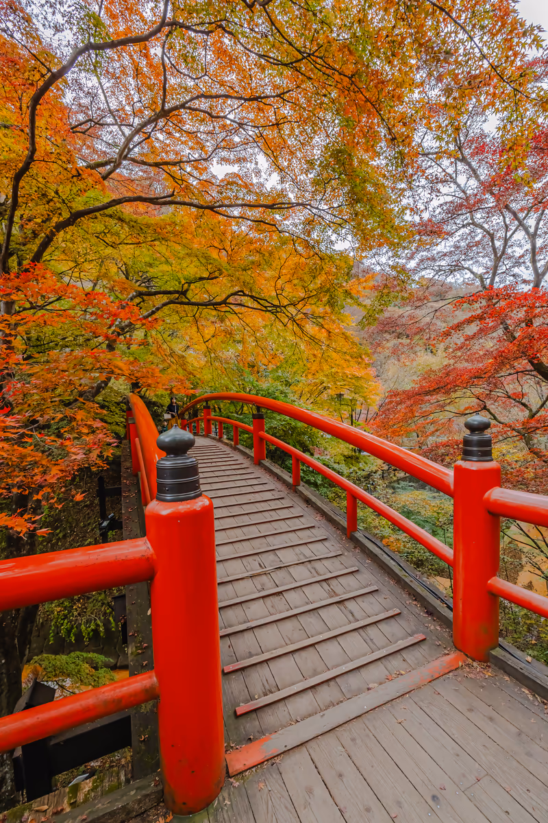 投稿写真：紅葉に染まる河鹿橋