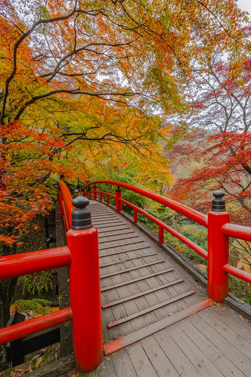 投稿写真：紅葉に染まる河鹿橋