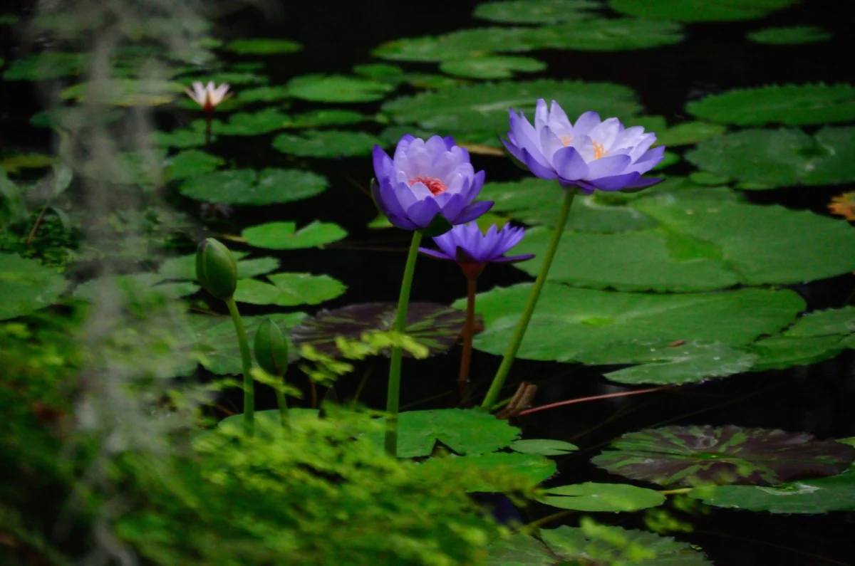 投稿写真：スイレン