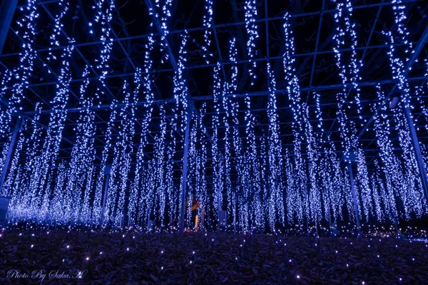 投稿：奇跡の大藤