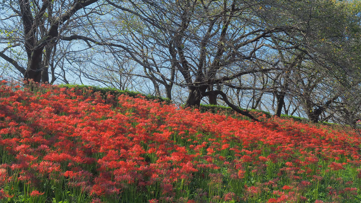投稿写真：曼珠沙華の堤