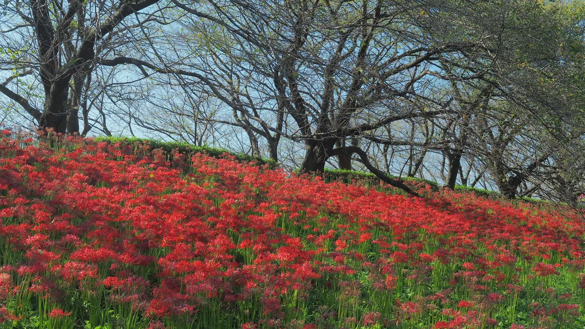 投稿写真：曼珠沙華の堤