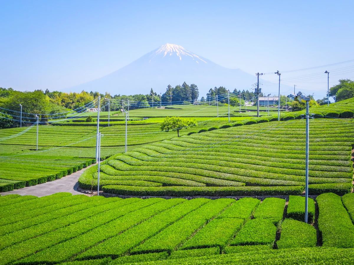 投稿写真：茶畑と富士山⑤