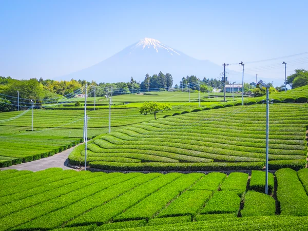 投稿：茶畑と富士山⑤