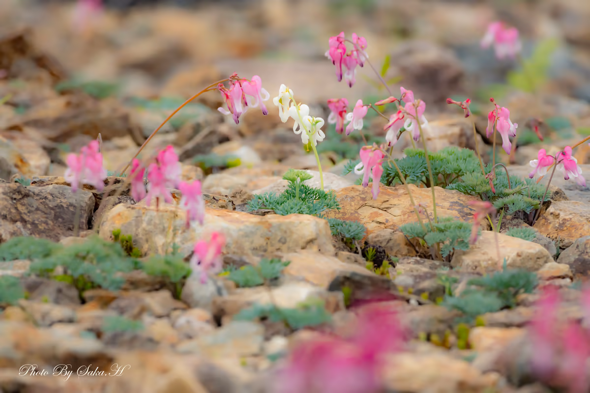 投稿写真：高山植物の女王