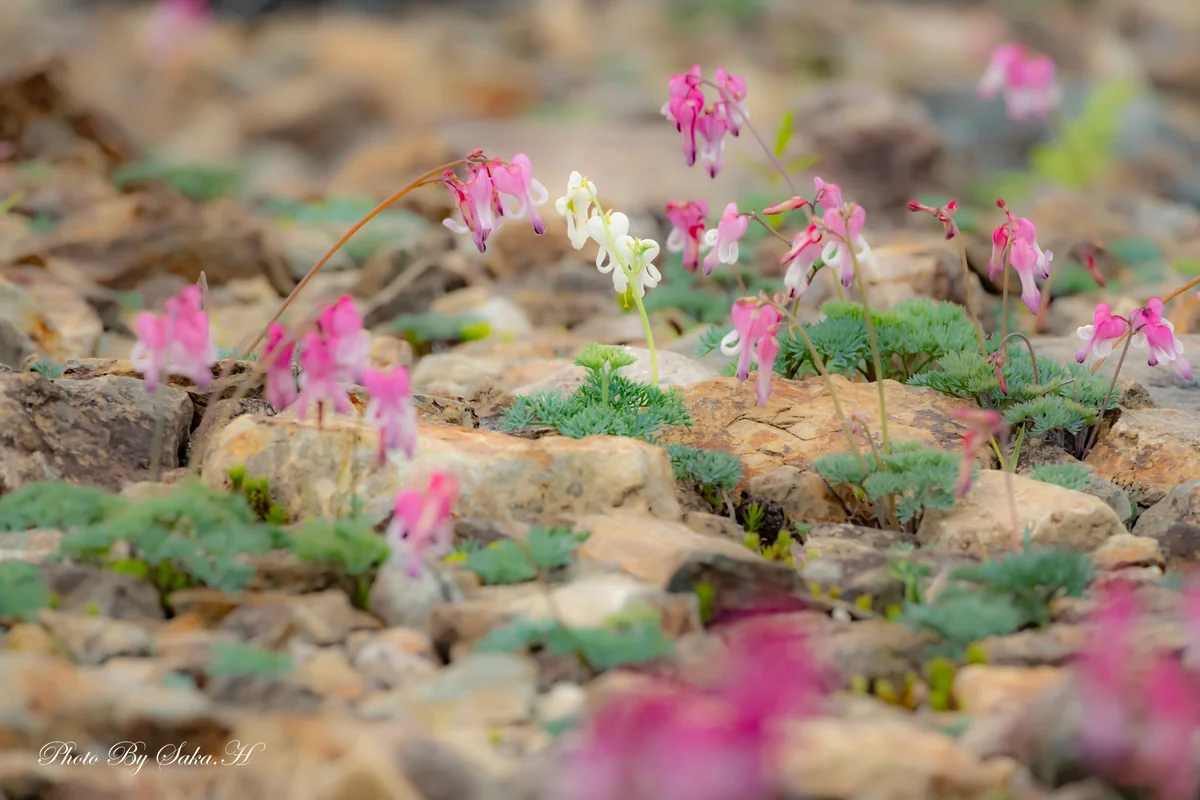 投稿写真：高山植物の女王