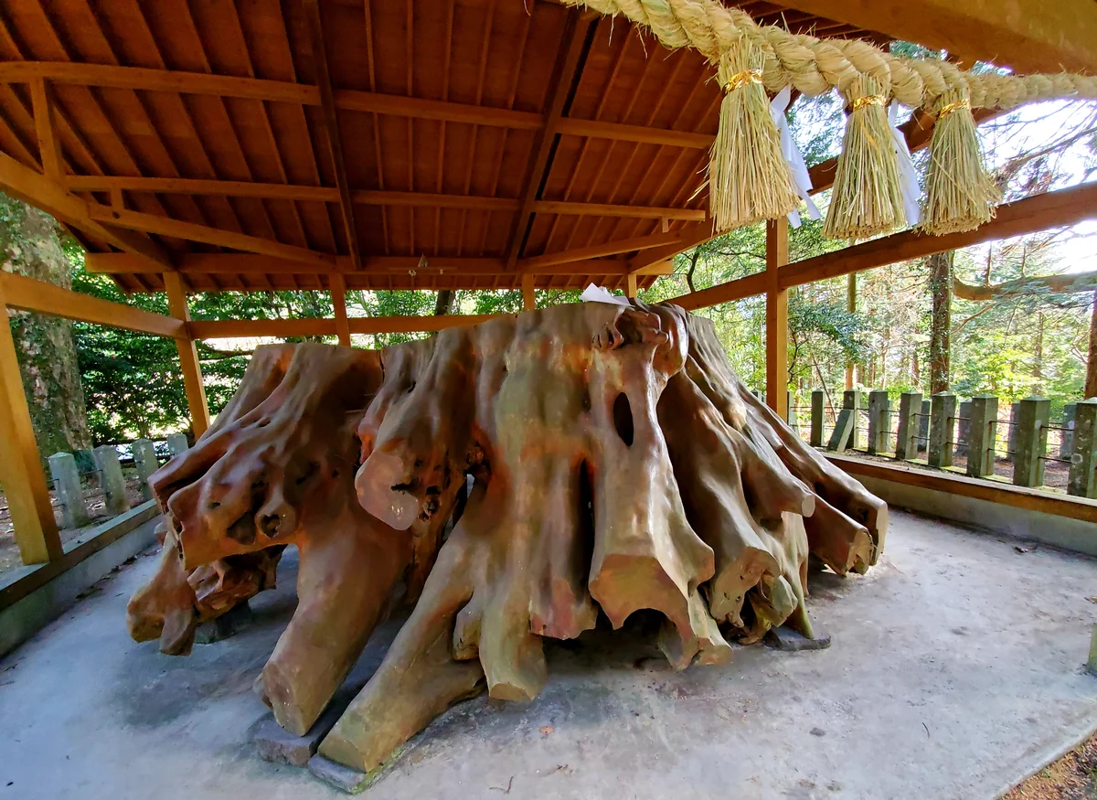 投稿写真：大杉の根っ子