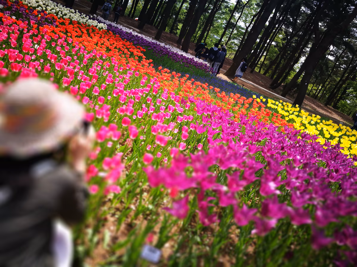 投稿写真：ひたちなか海浜公園