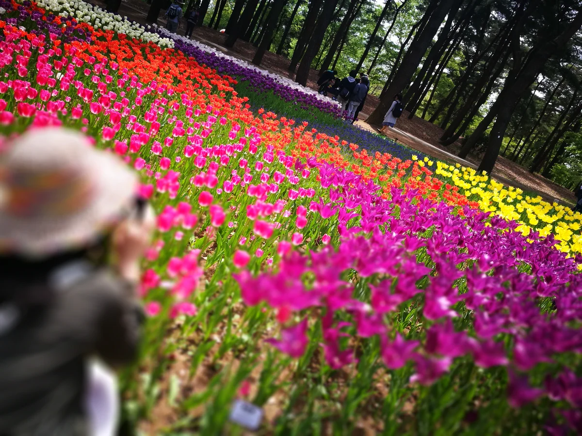 投稿写真：ひたちなか海浜公園